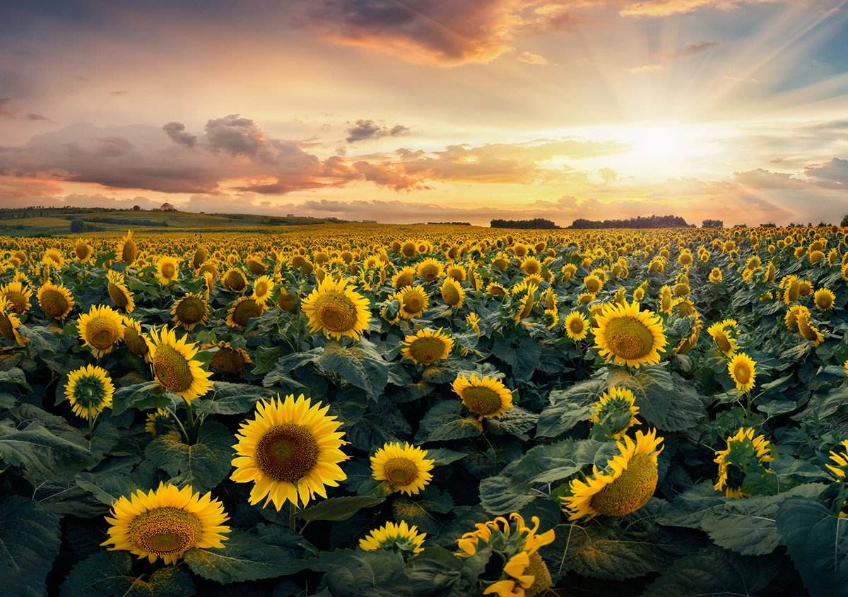 EIA:美国1月石油产量下降2%至9月以来最低